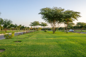 Green space and Garden 